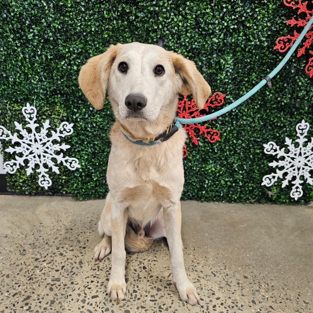 Enlarge Khi, a Adoptable Mixed Breed in mount vernon, AR image 1/1