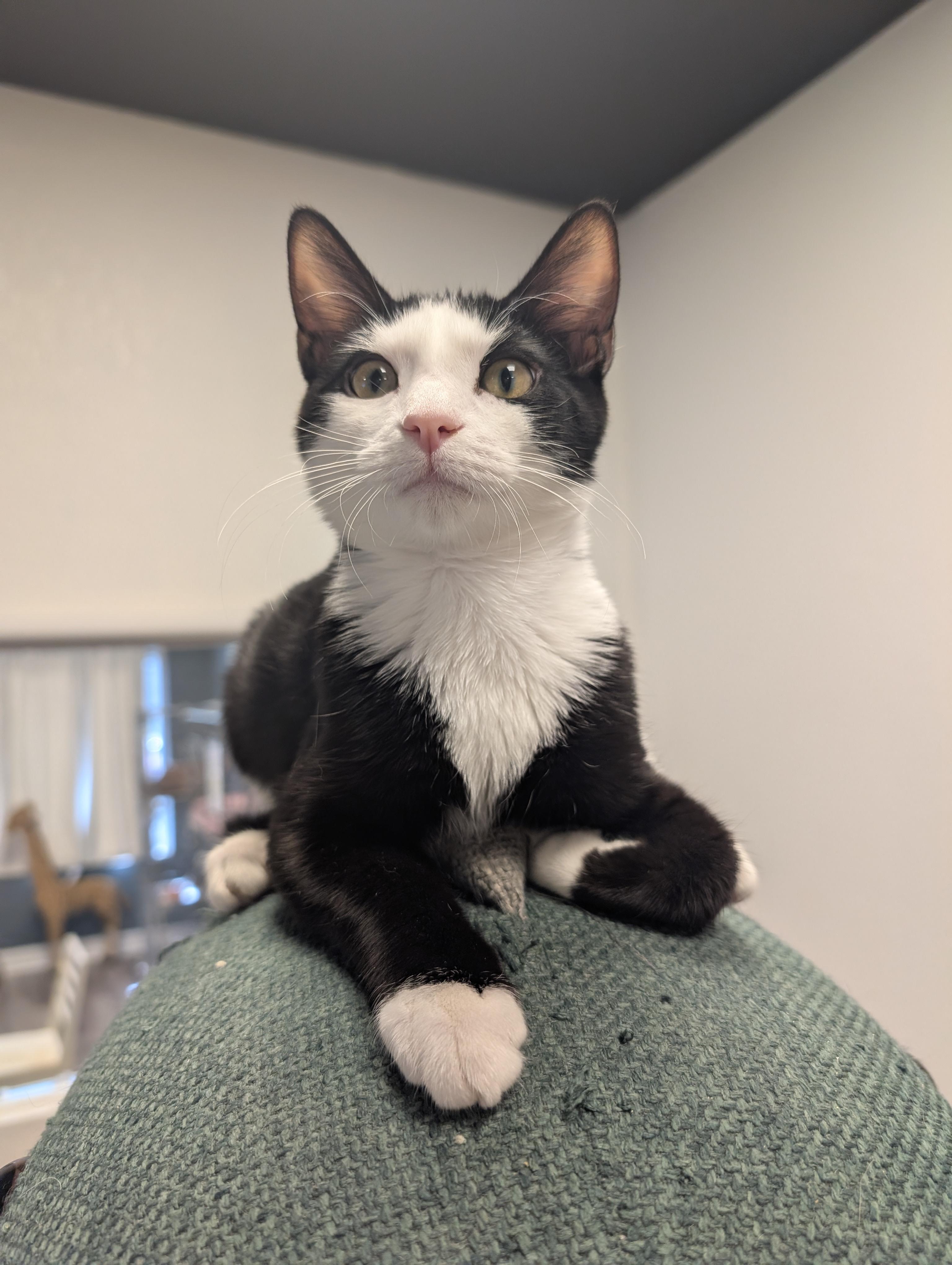 Enlarge Mango, a ADOPTABLE Domestic Short Hair in Palm Harbor, FL image 1/1