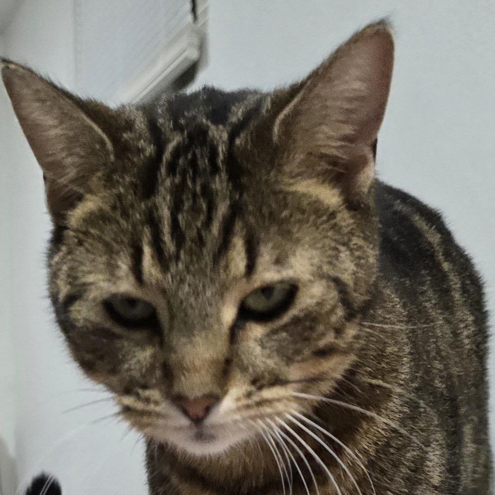 Willow, a Adoptable Domestic Short Hair in Rochester, MN image 1/4