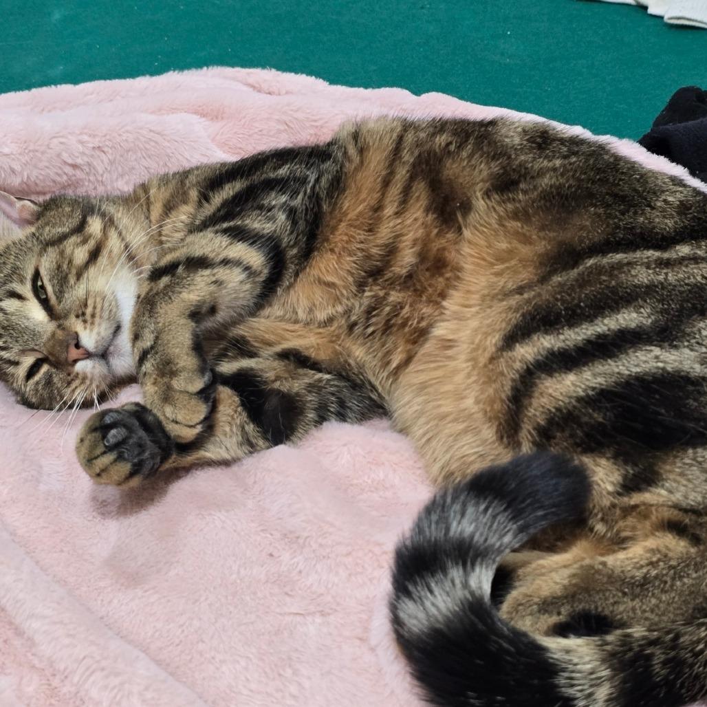 Willow, a Adoptable Domestic Short Hair in Rochester, MN image 2/4