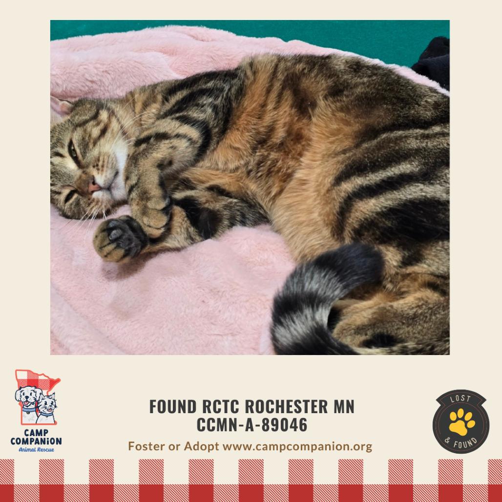 Willow, a Adoptable Domestic Short Hair in Rochester, MN image 3/4