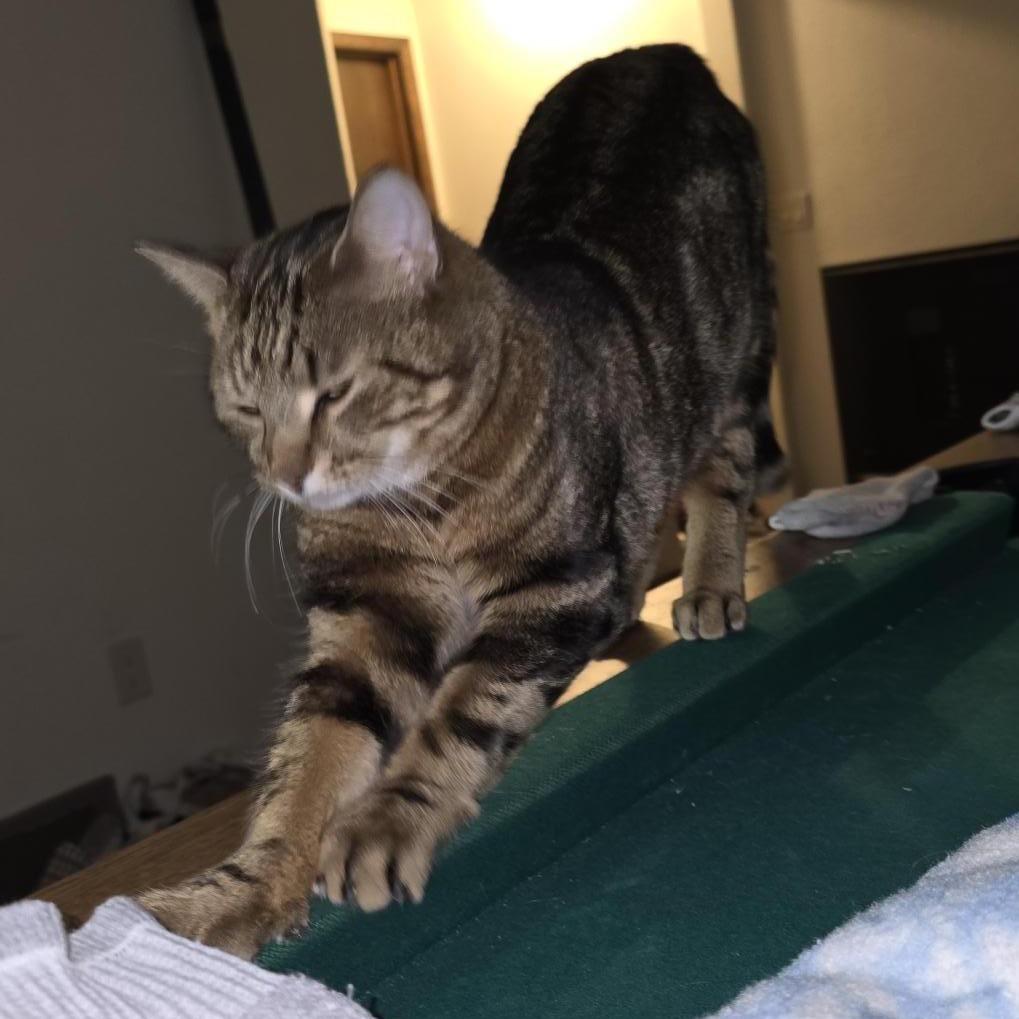 Willow, a Adoptable Domestic Short Hair in Rochester, MN image 4/4