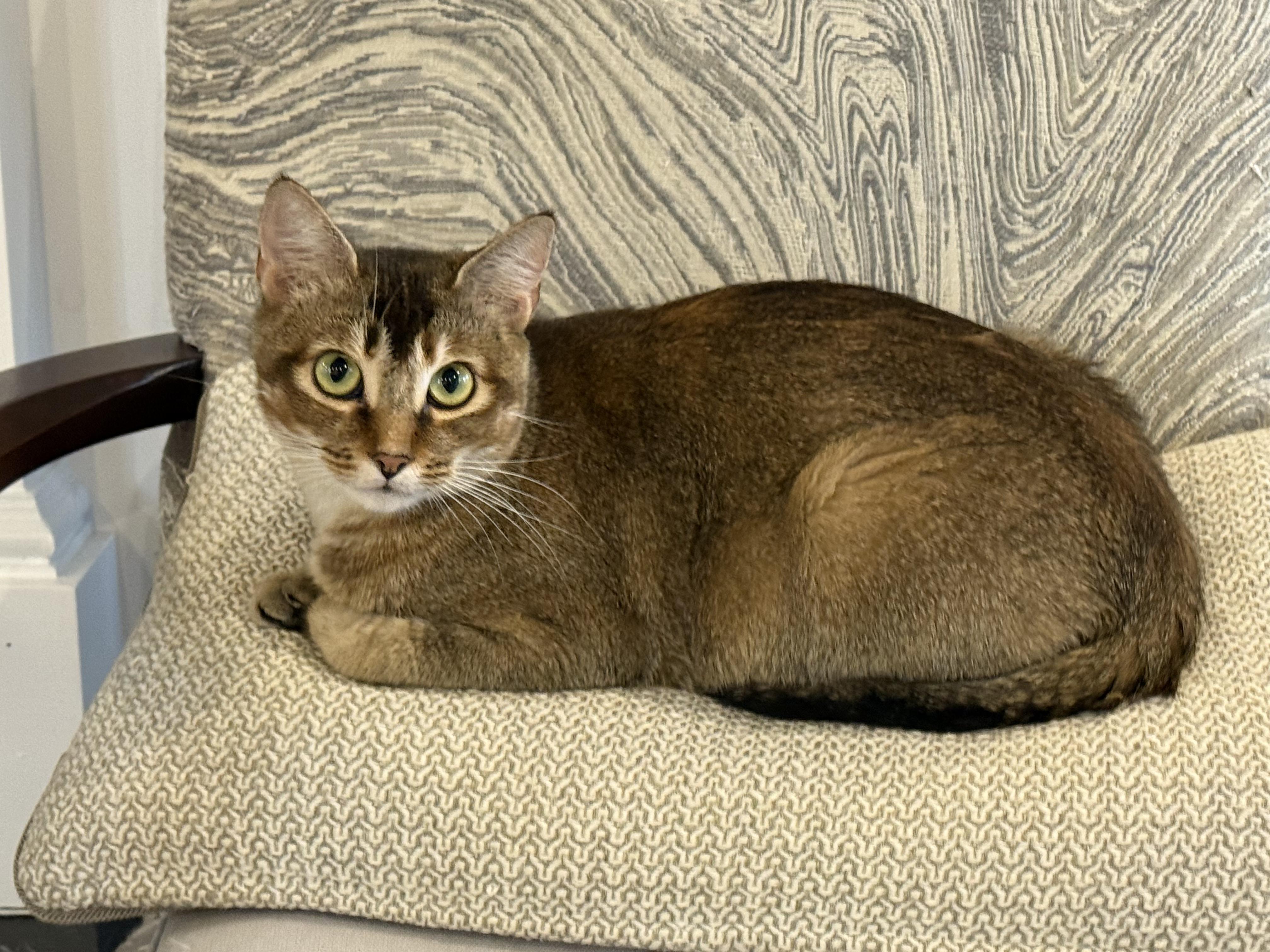 Enlarge Maria & Mango, a ADOPTABLE Domestic Short Hair in Wellesley, MA image 3/6