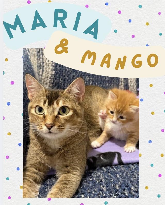 Maria & Mango, ADOPTABLE, Kitten Female Domestic Short Hair.