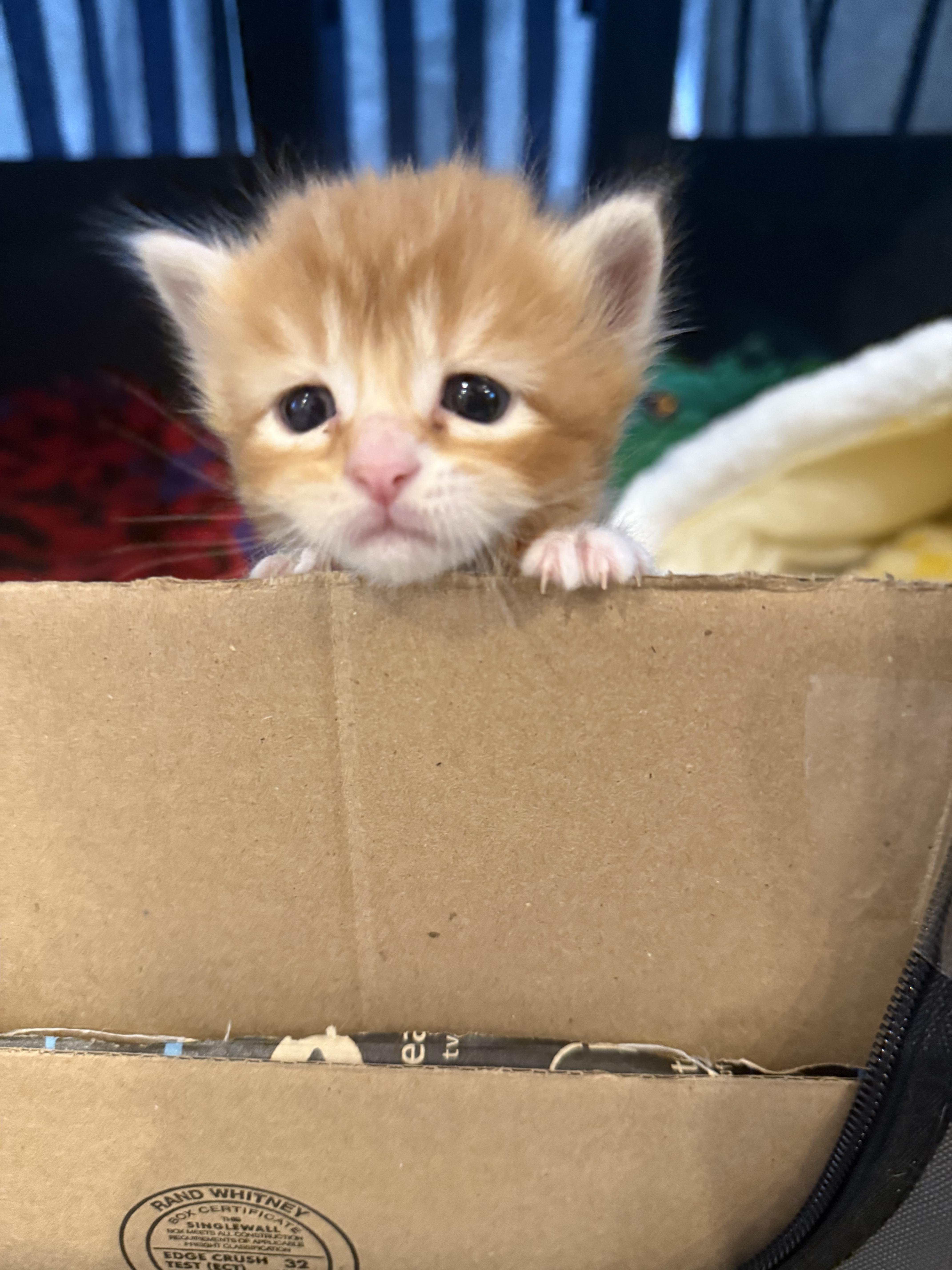 Enlarge Maria & Mango, a ADOPTABLE Domestic Short Hair in Wellesley, MA image 4/6