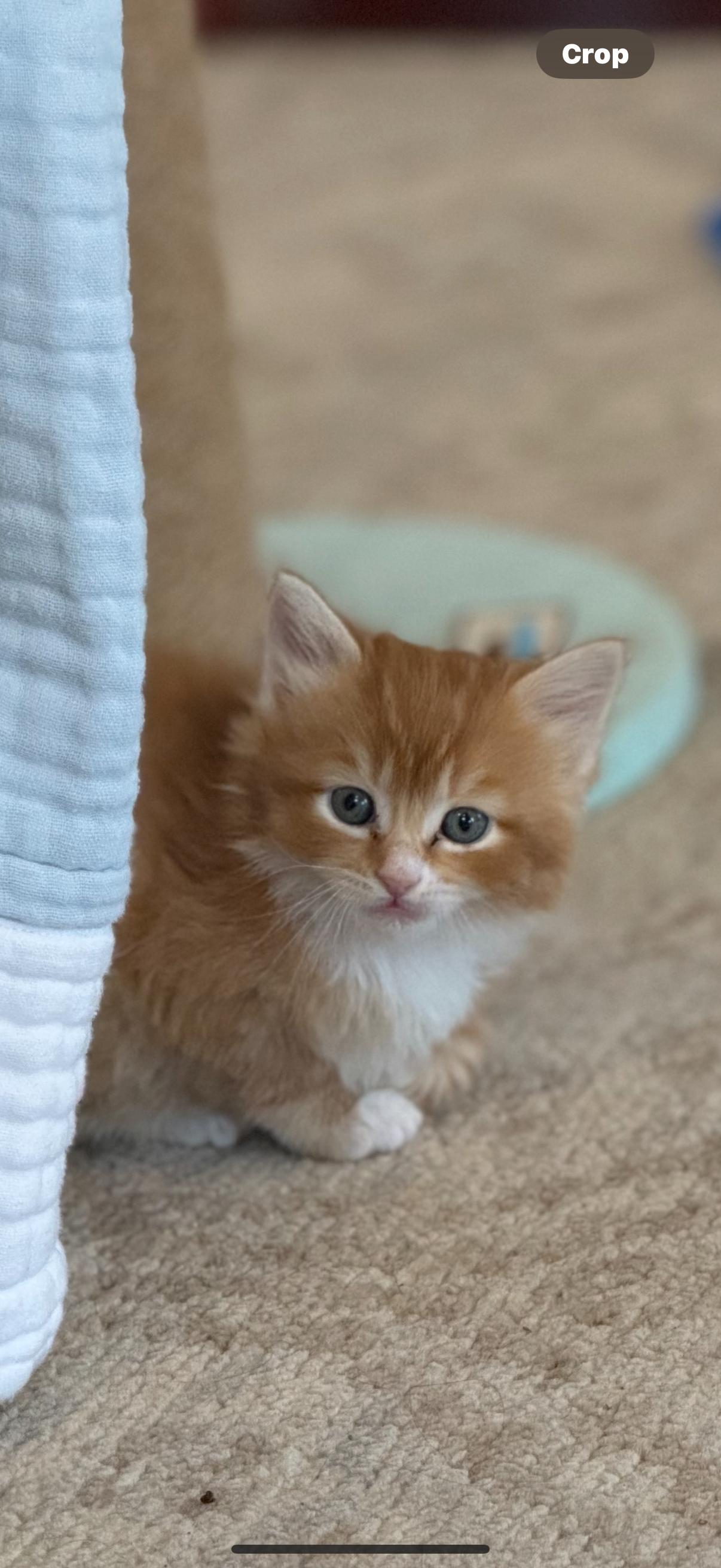 Enlarge Maria & Mango, a ADOPTABLE Domestic Short Hair in Wellesley, MA image 2/6