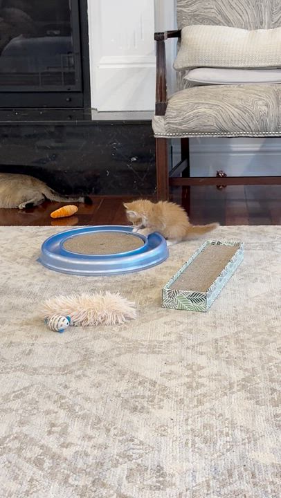 Enlarge Maria & Mango, a ADOPTABLE Domestic Short Hair in Wellesley, MA video 5/6