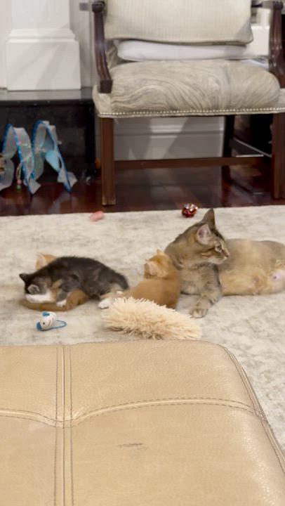 Enlarge Maria & Mango, a ADOPTABLE Domestic Short Hair in Wellesley, MA video 6/6