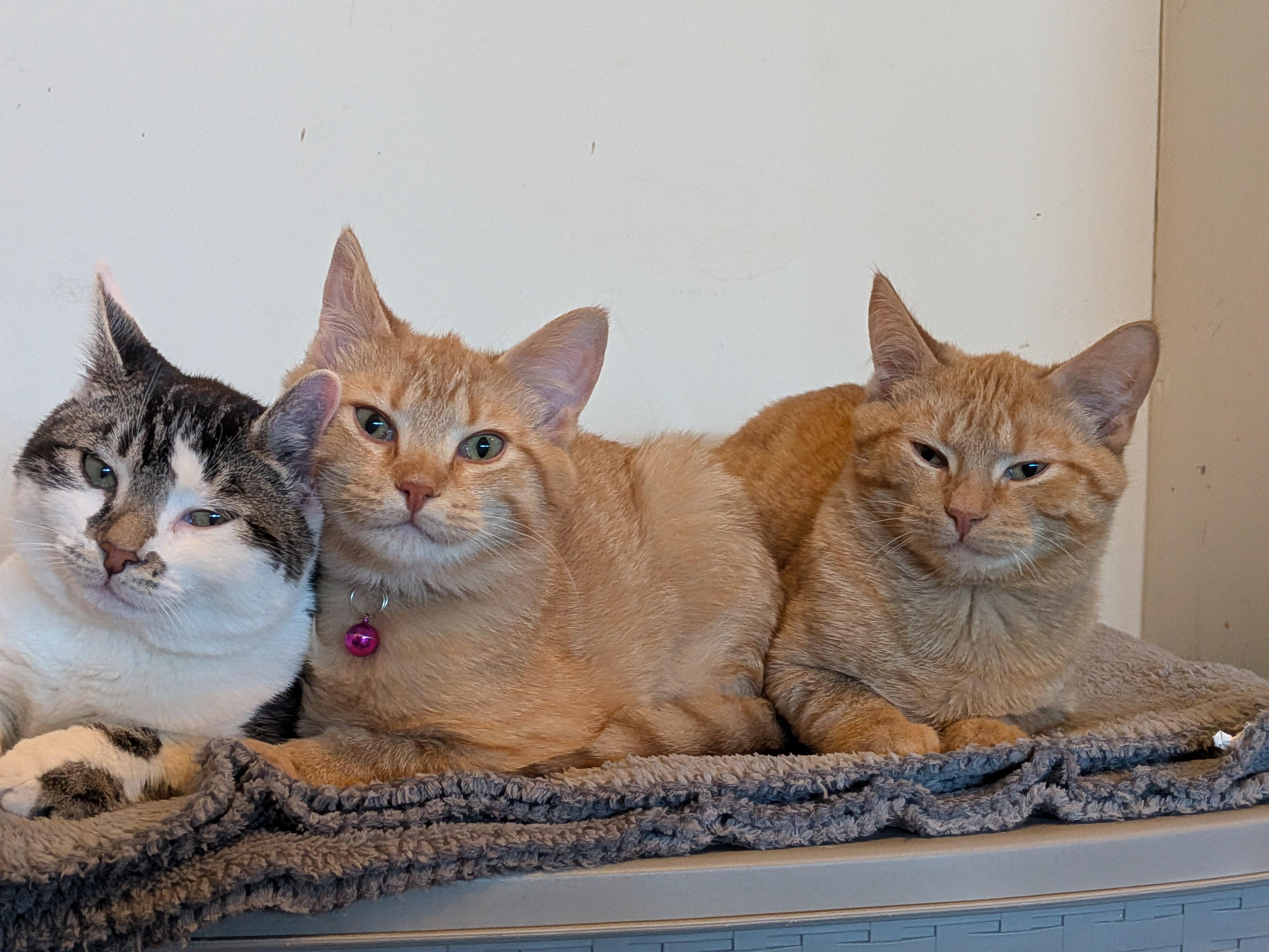 Enlarge Franklin (Bonded Pair with Amber), a ADOPTABLE Domestic Short Hair in Newburgh, NY image 6/6