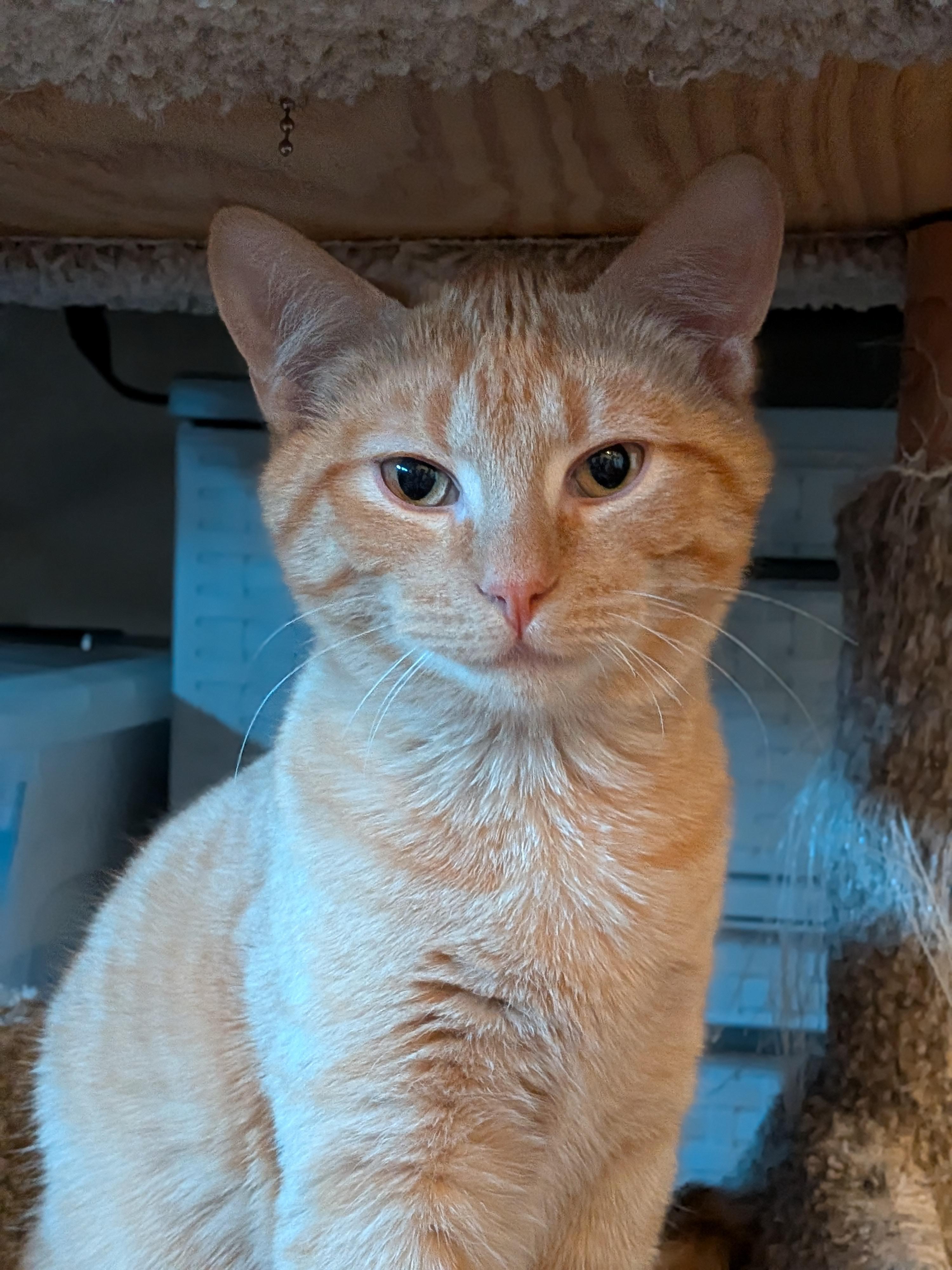 Franklin (Bonded Pair with Amber), ADOPTABLE, Kitten Male Domestic Short Hair.
