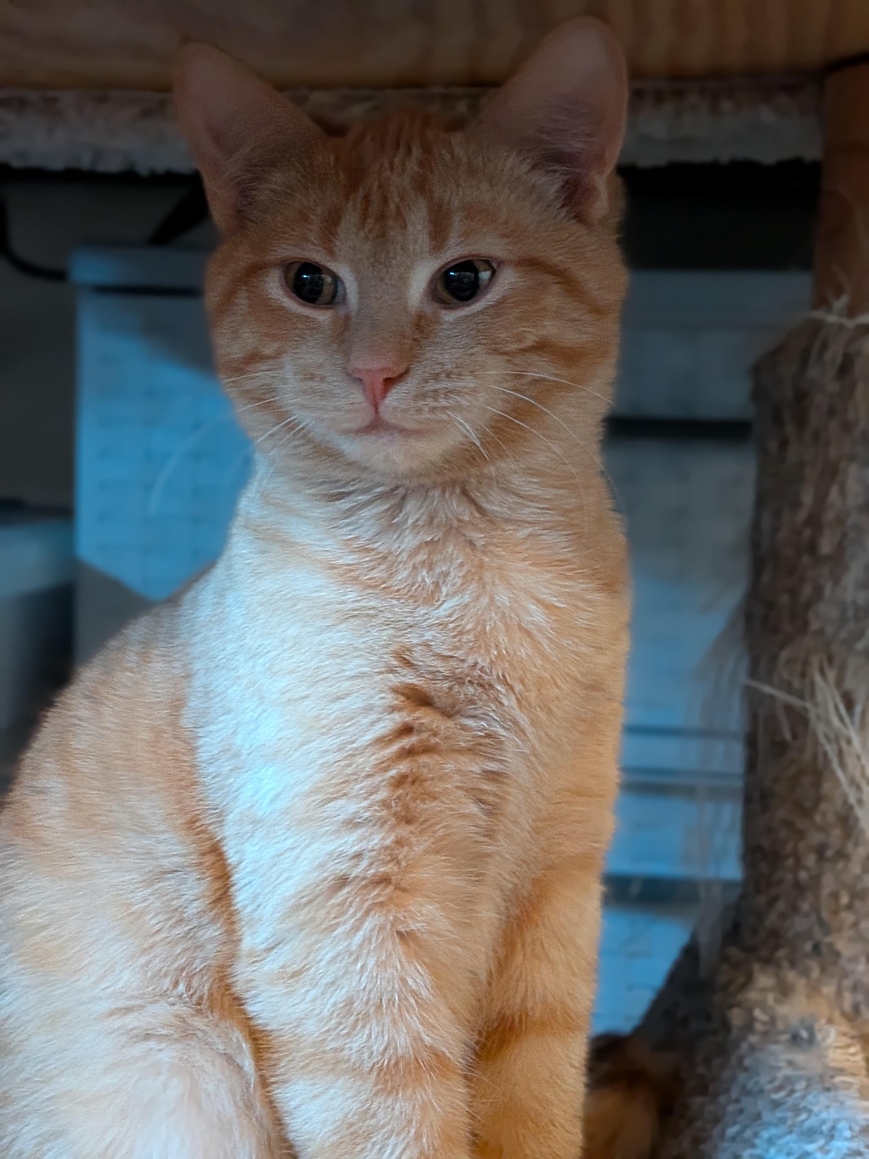 Enlarge Franklin (Bonded Pair with Amber), a ADOPTABLE Domestic Short Hair in Newburgh, NY image 5/6