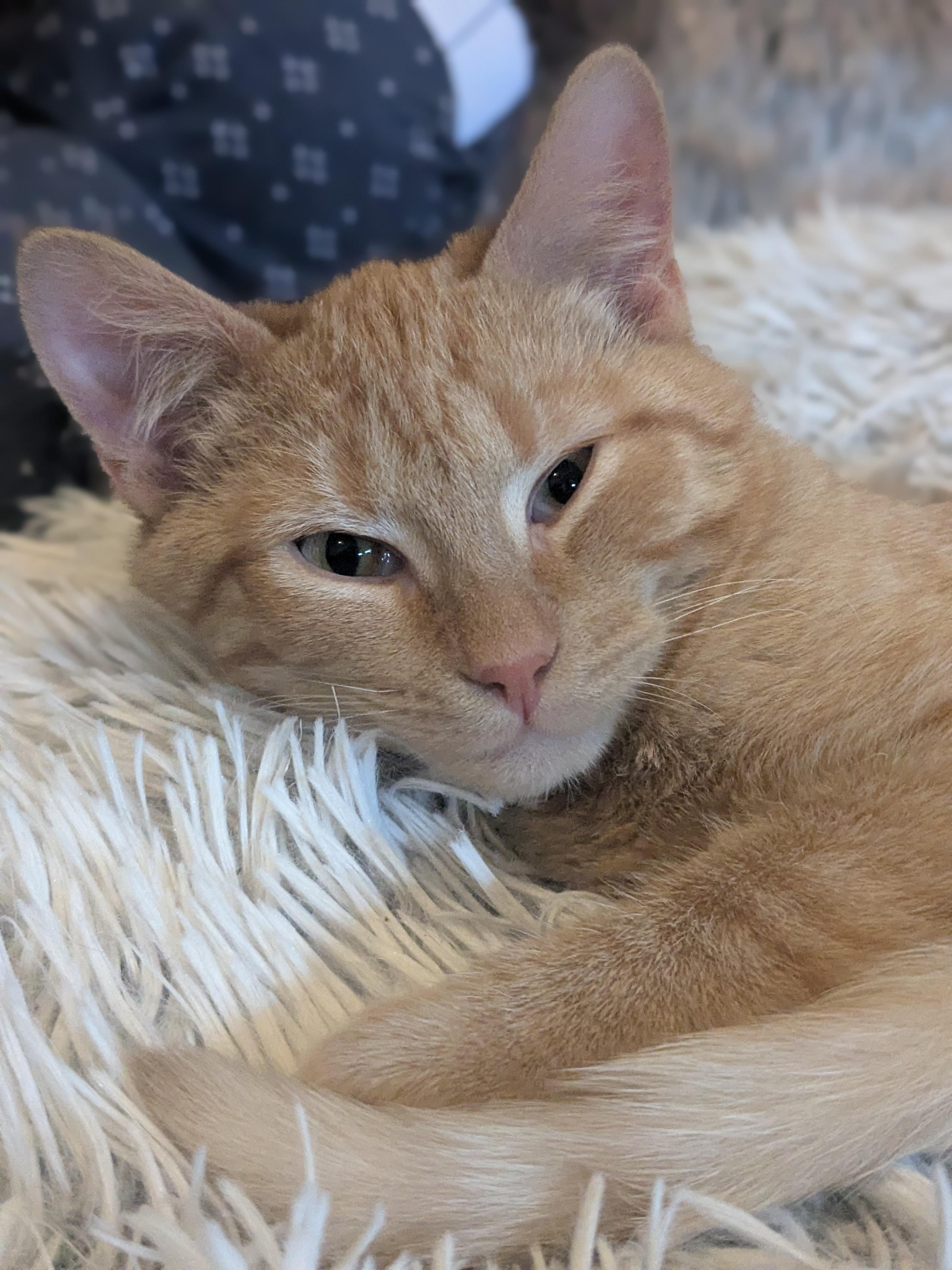 Enlarge Franklin (Bonded Pair with Amber), a ADOPTABLE Domestic Short Hair in Newburgh, NY image 3/6