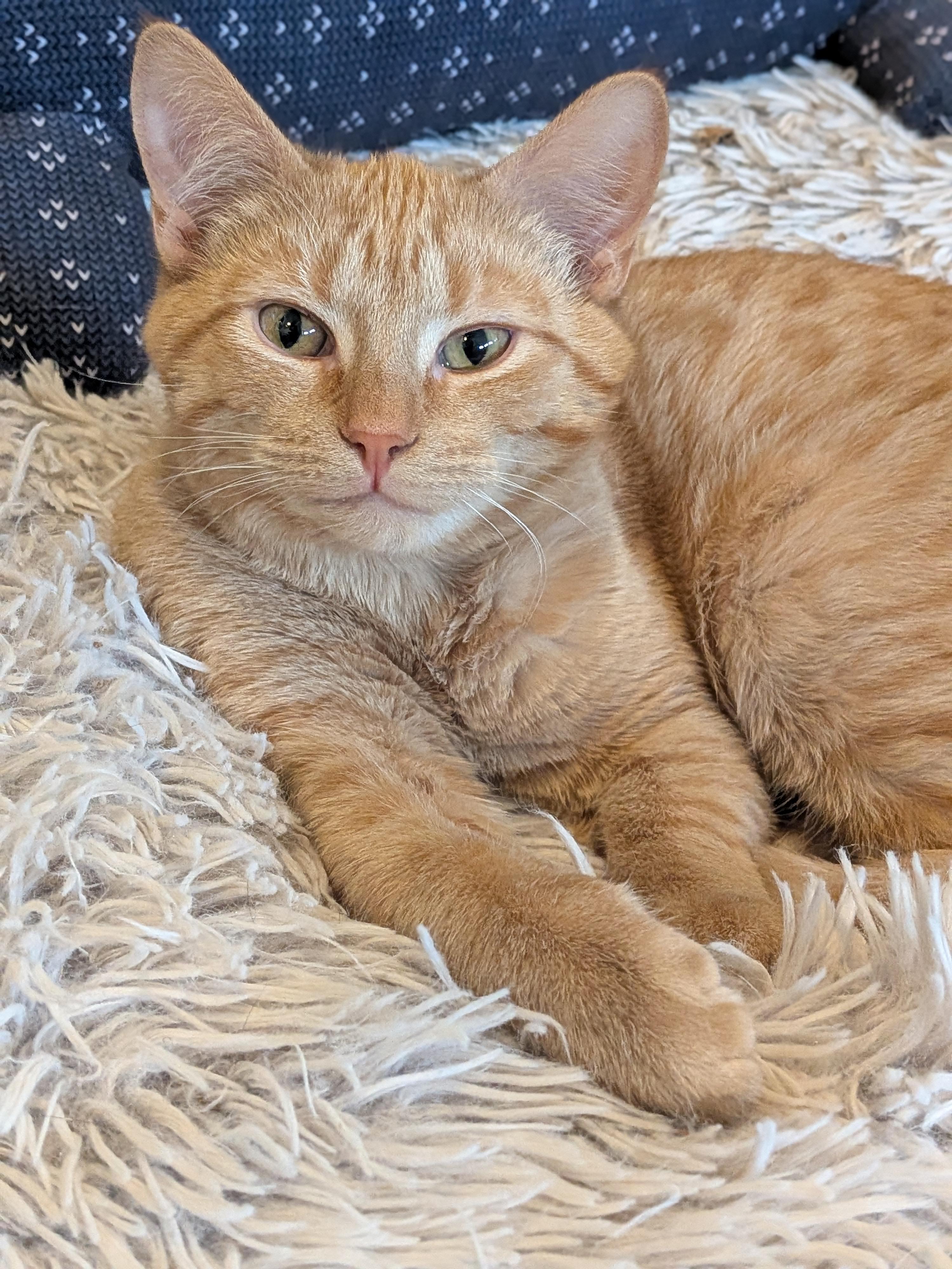 Enlarge Franklin (Bonded Pair with Amber), a ADOPTABLE Domestic Short Hair in Newburgh, NY image 1/6