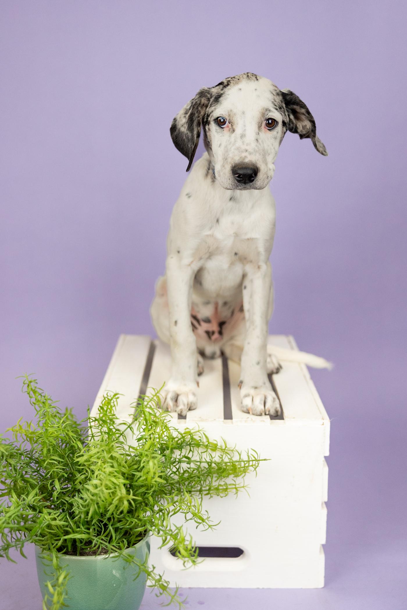 Enlarge 395-26, a ADOPTABLE mixed breed in Brighton, CO image 1/1