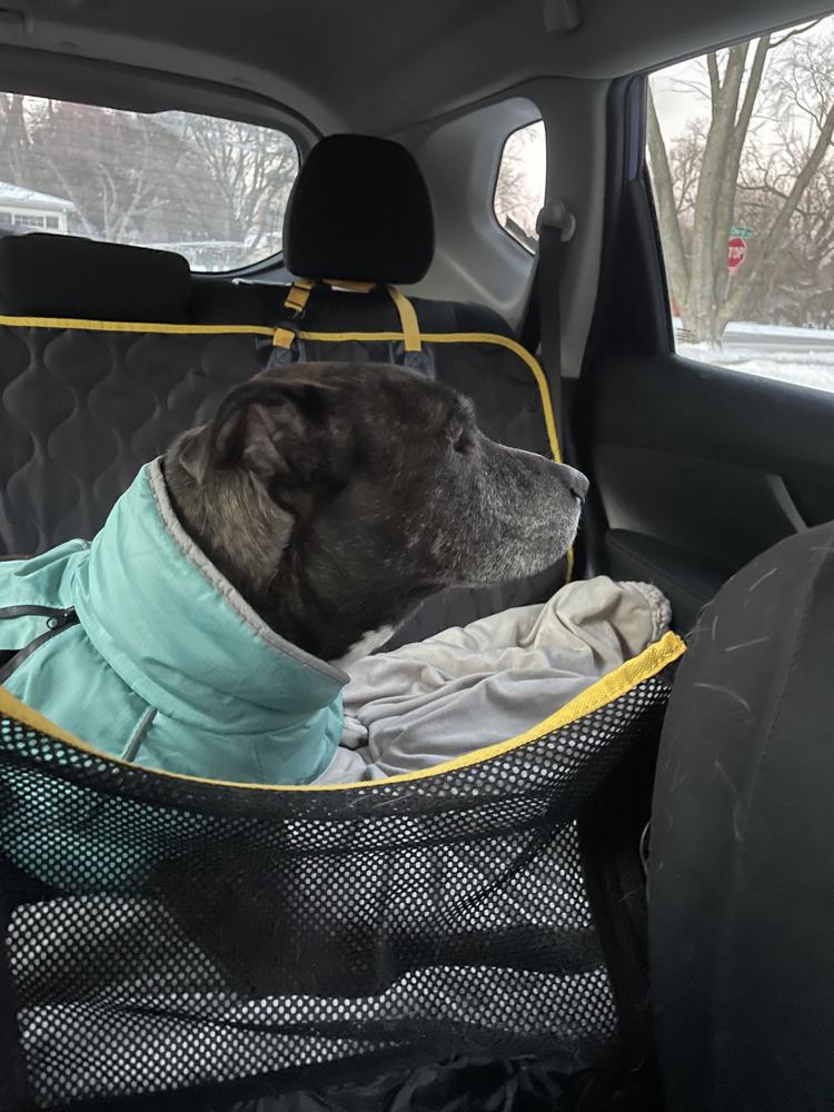 Simba, a Adopted mixed breed in Naperville, IL image 1/6