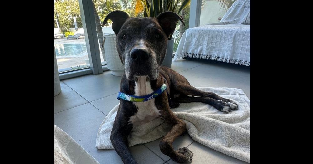 Simba, a Adopted mixed breed in Naperville, IL image 2/6