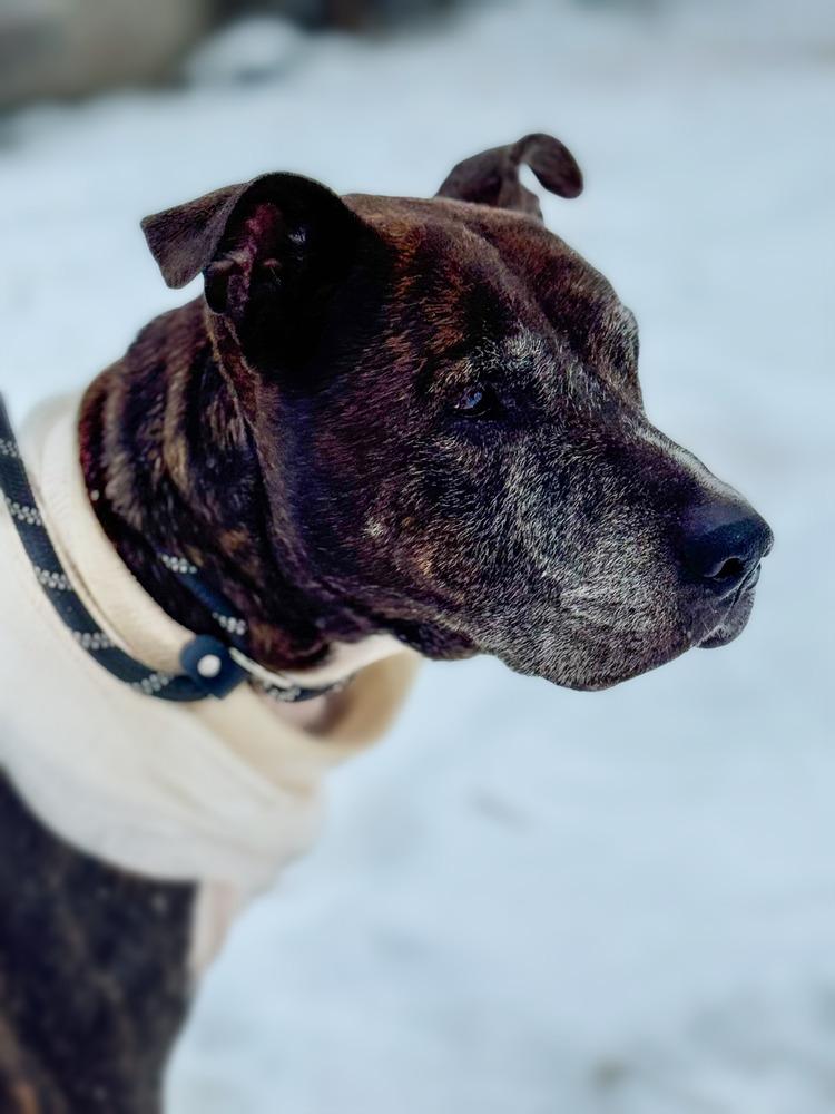 Simba, a Adopted mixed breed in Naperville, IL image 3/6