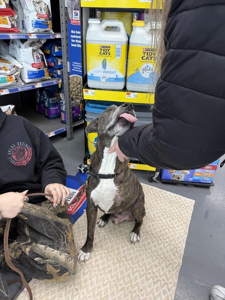 Simba, a Adopted mixed breed in Naperville, IL image 4/6