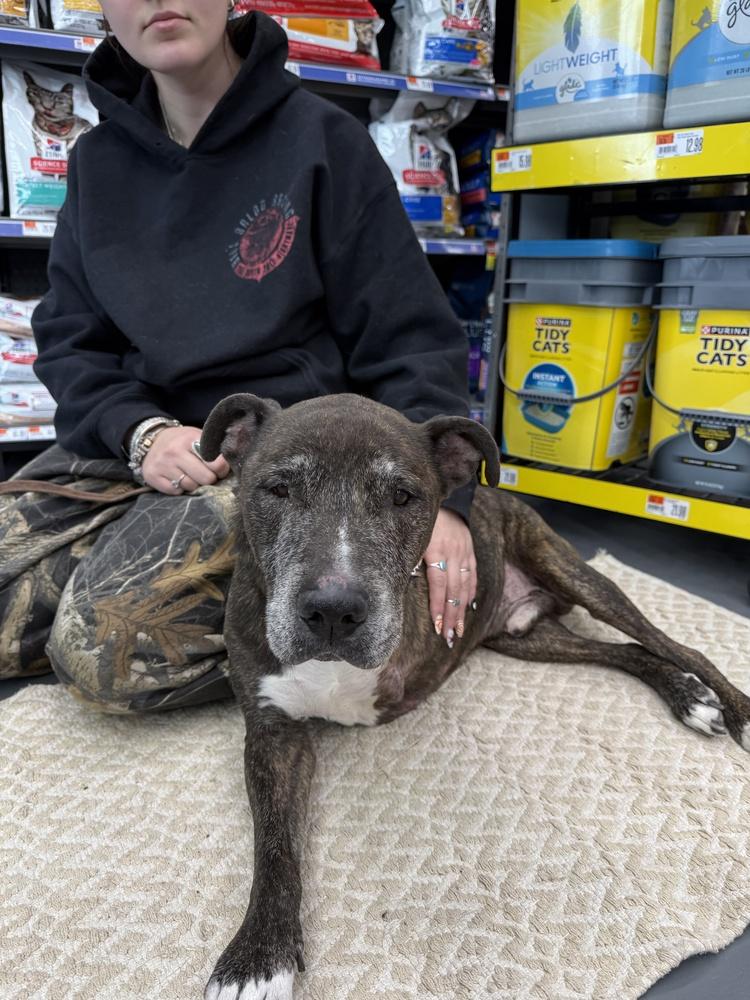 Simba, a Adopted mixed breed in Naperville, IL image 5/6