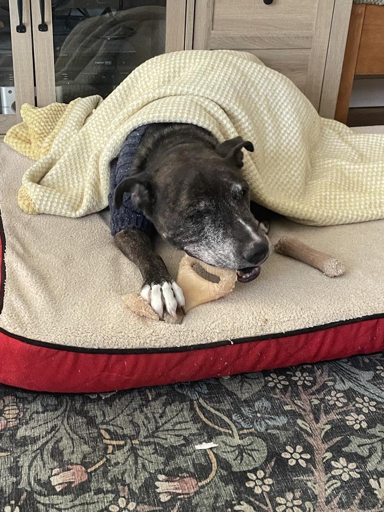 Simba, a Adopted mixed breed in Naperville, IL image 6/6