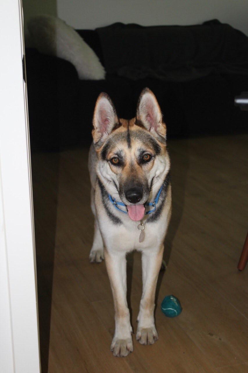 Aurora, Adoptable, Adult Female German Shepherd Dog.