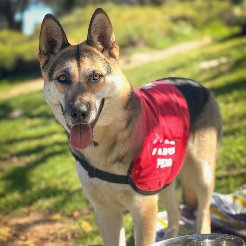 Enlarge Aurora, a Adoptable German Shepherd Dog in Manhattan Beach, CA image 2/6