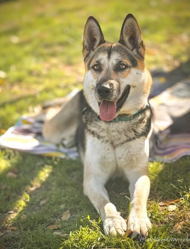 Enlarge Aurora, a Adoptable German Shepherd Dog in Manhattan Beach, CA image 3/6
