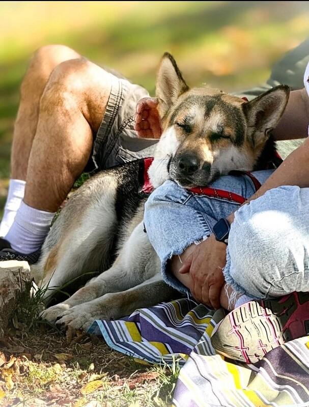 Enlarge Aurora, a Adoptable German Shepherd Dog in Manhattan Beach, CA image 4/6