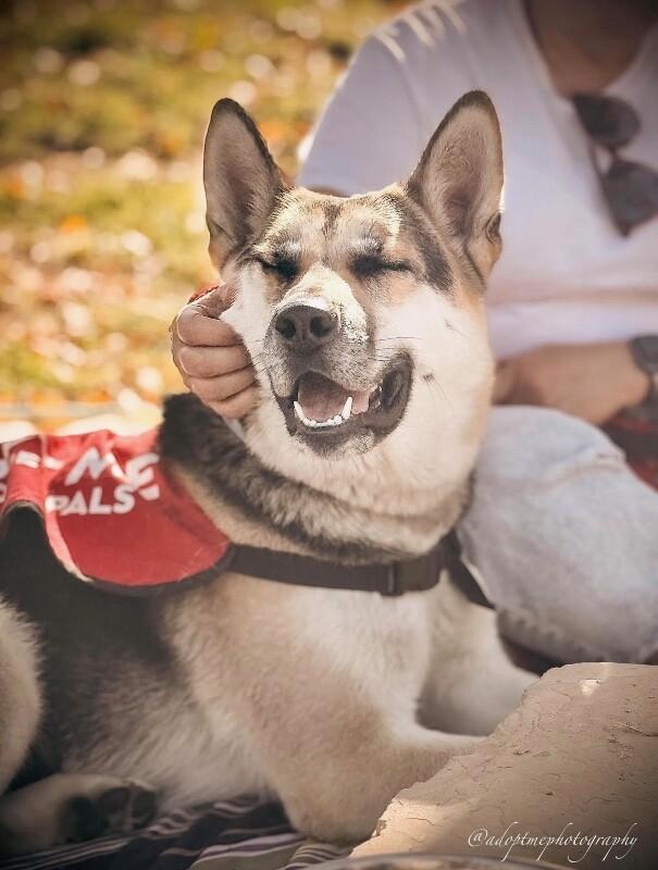 Enlarge Aurora, a Adoptable German Shepherd Dog in Manhattan Beach, CA image 5/6