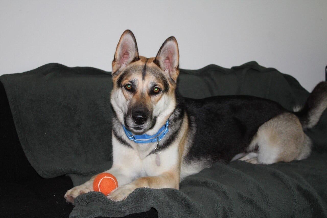 Enlarge Aurora, a Adoptable German Shepherd Dog in Manhattan Beach, CA image 6/6