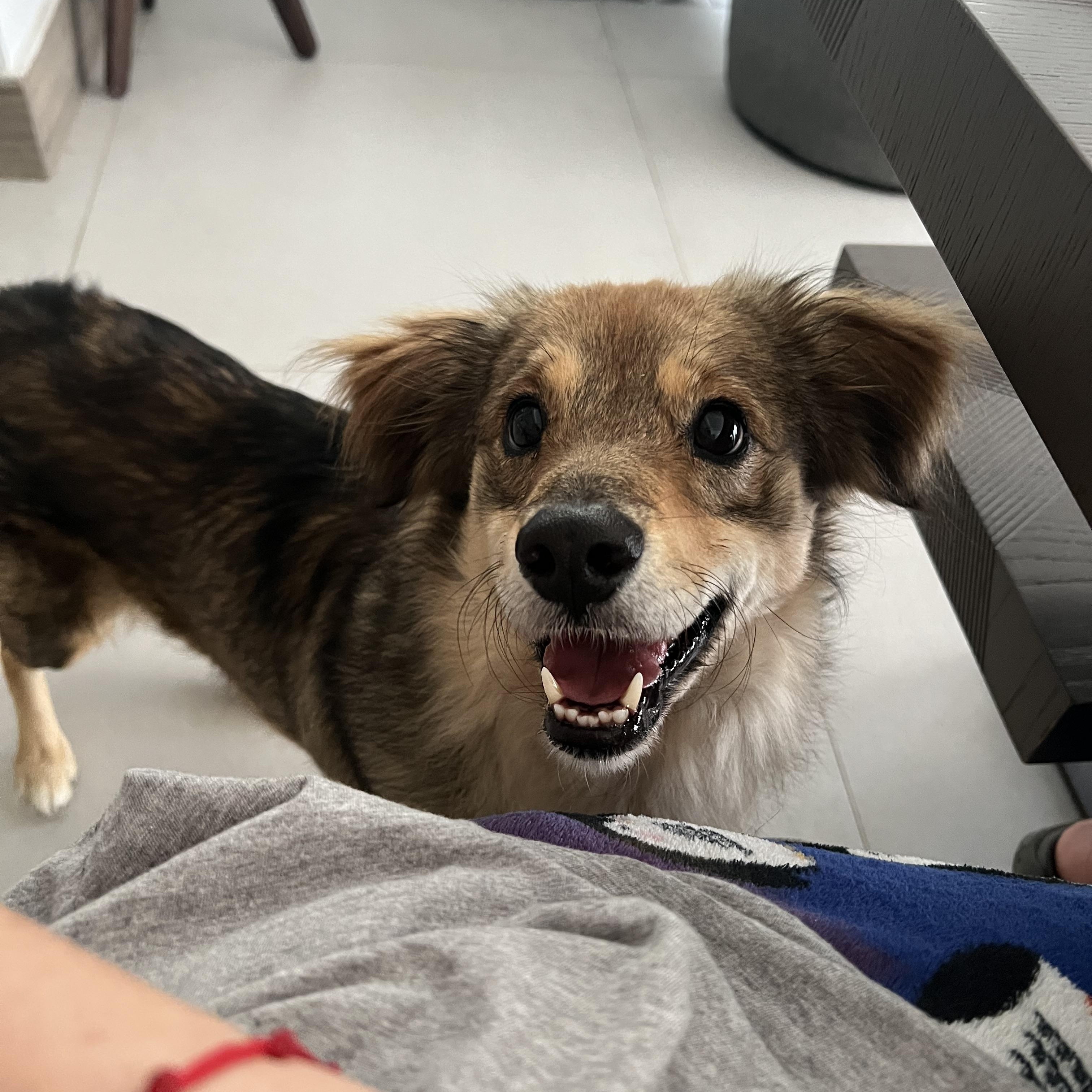 Invincible Simon, a Adoptable mixed breed in Punta Santiago, PR image 5/6