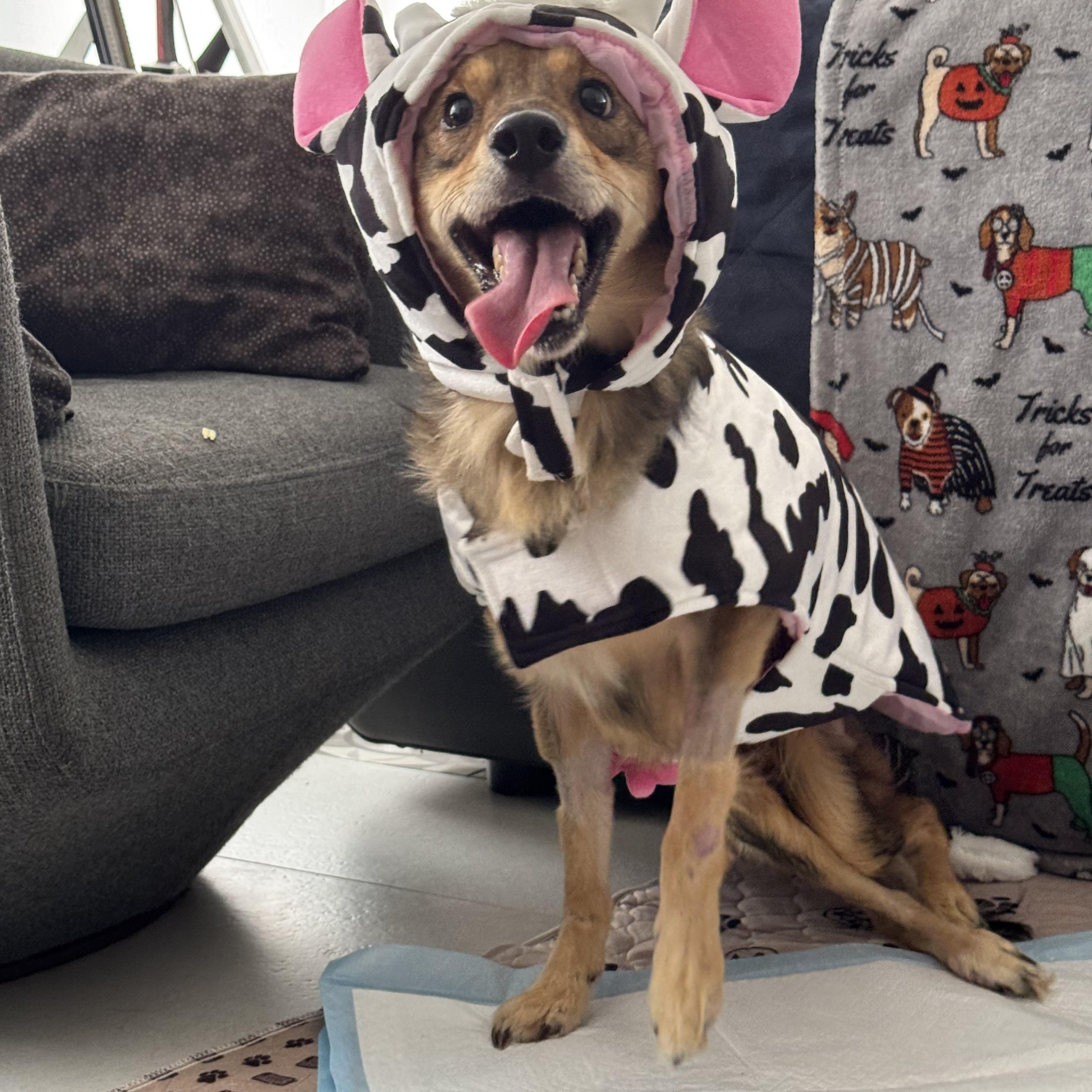 Invincible Simon, a Adoptable mixed breed in Punta Santiago, PR image 1/6