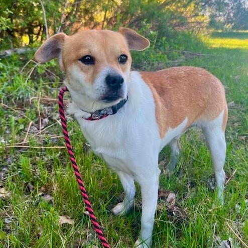 Thomas, a ADOPTABLE mixed breed in Williston, VT image 2/2