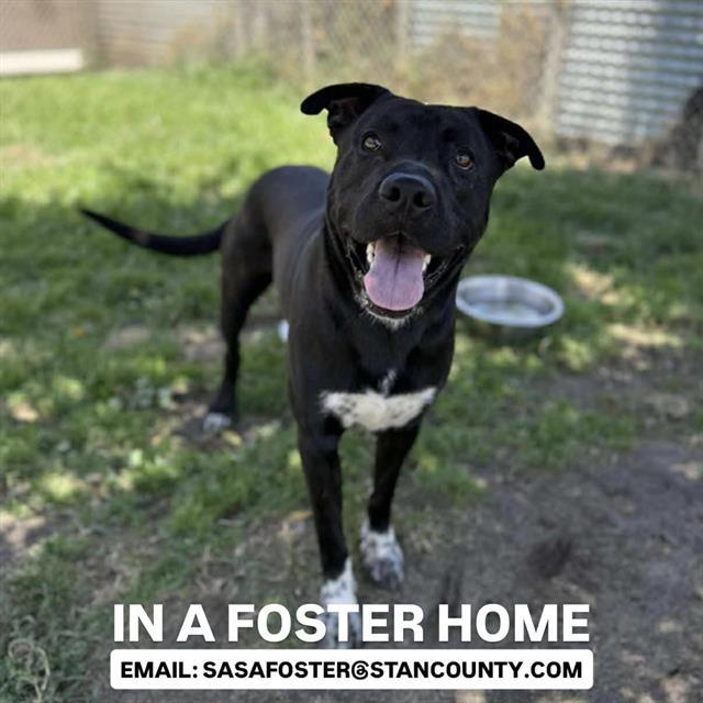 HARDY, Adoptable, Adult Male Pit Bull Terrier & Mixed Breed.