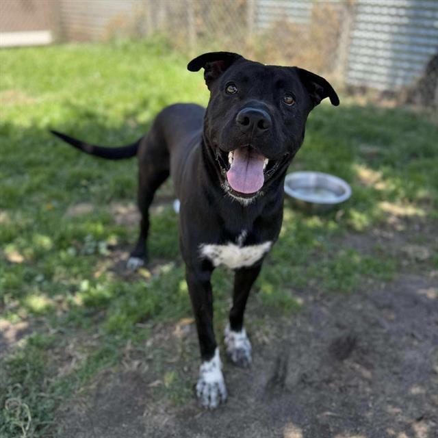 HARDY, Adoptable, Adult Male Pit Bull Terrier & Mixed Breed.