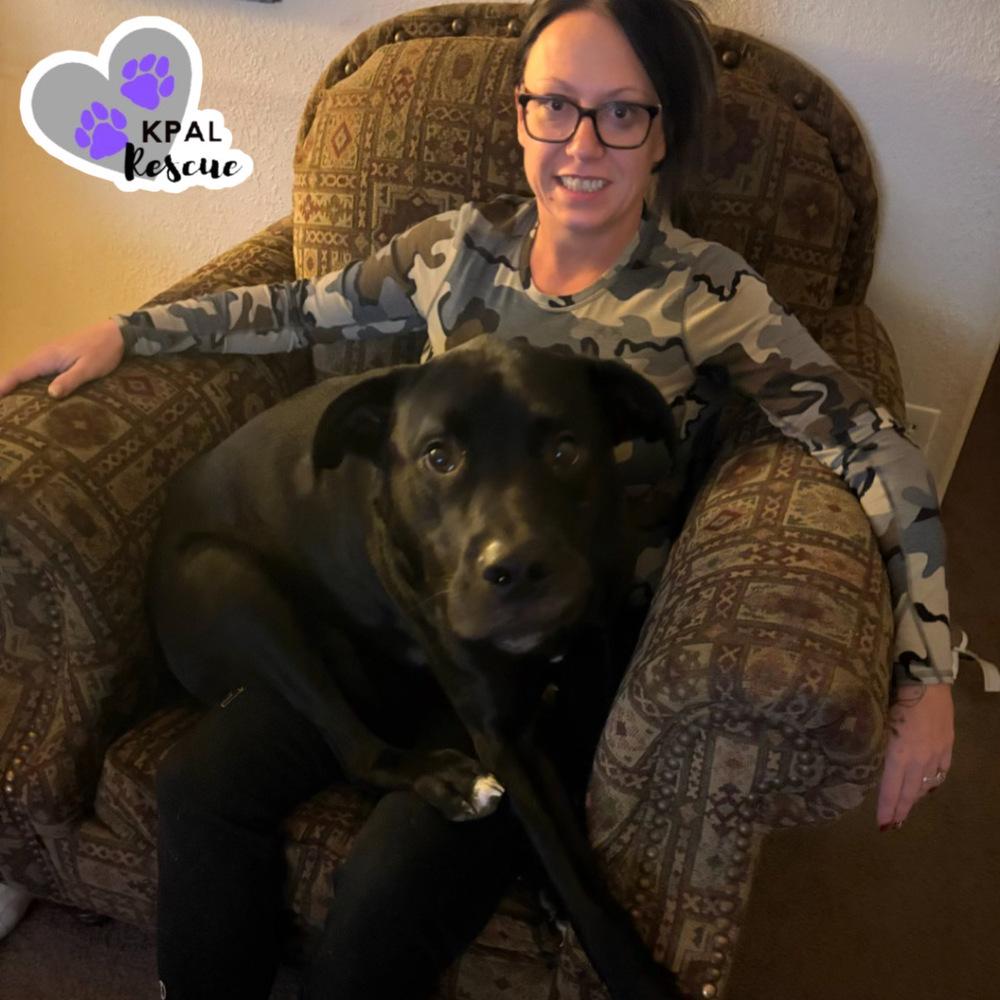 Jameson - Irish Drinks Litter, Adoptable, Adult Male Mixed Breed & Mixed Breed.