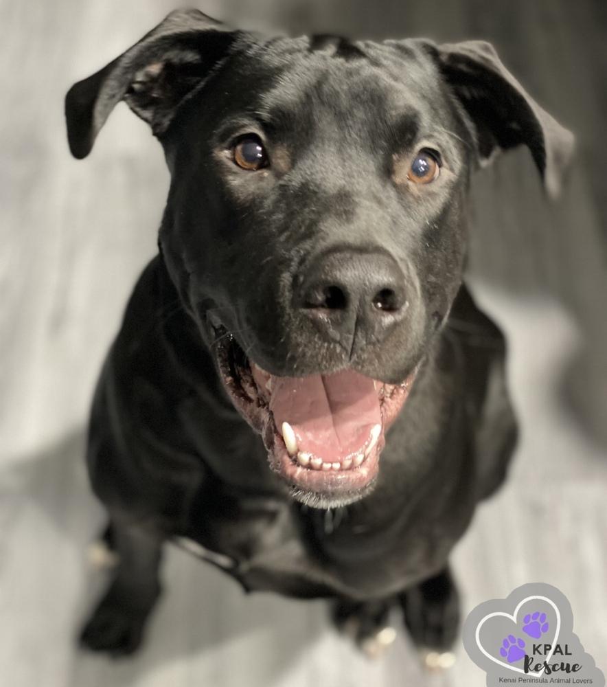 Jameson - Irish Drinks Litter, a Adoptable mixed breed in Kenai, AK image 1/6