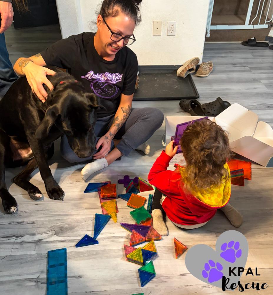 Enlarge Jameson - Irish Drinks Litter, a Adoptable mixed breed in Kenai, AK image 3/6