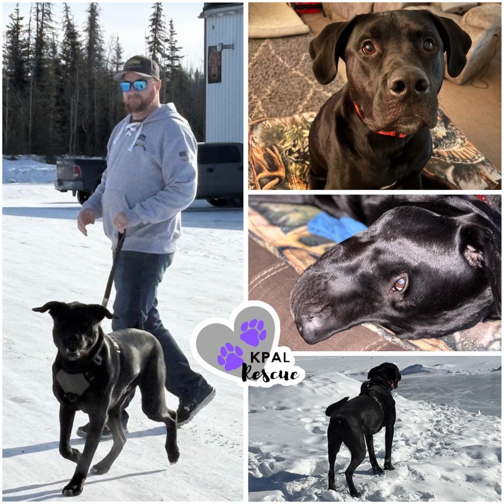 Enlarge Jameson - Irish Drinks Litter, a Adoptable mixed breed in Kenai, AK image 3/6