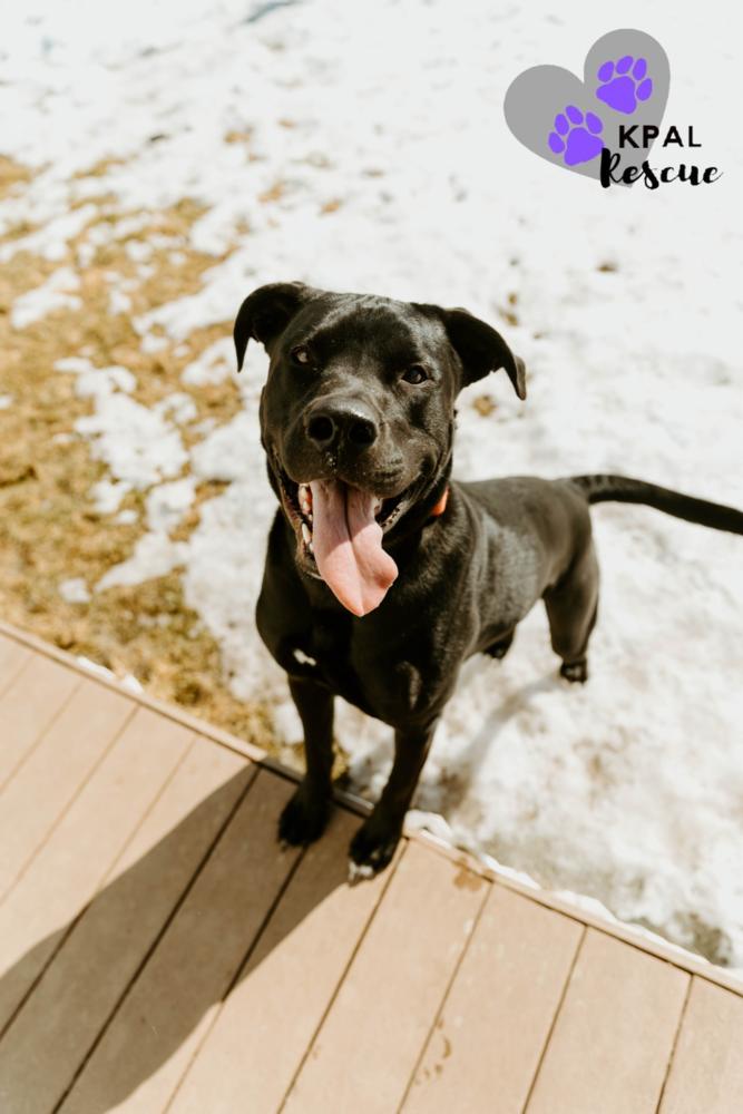 Enlarge Jameson - Irish Drinks Litter, a Adoptable mixed breed in Kenai, AK image 2/6