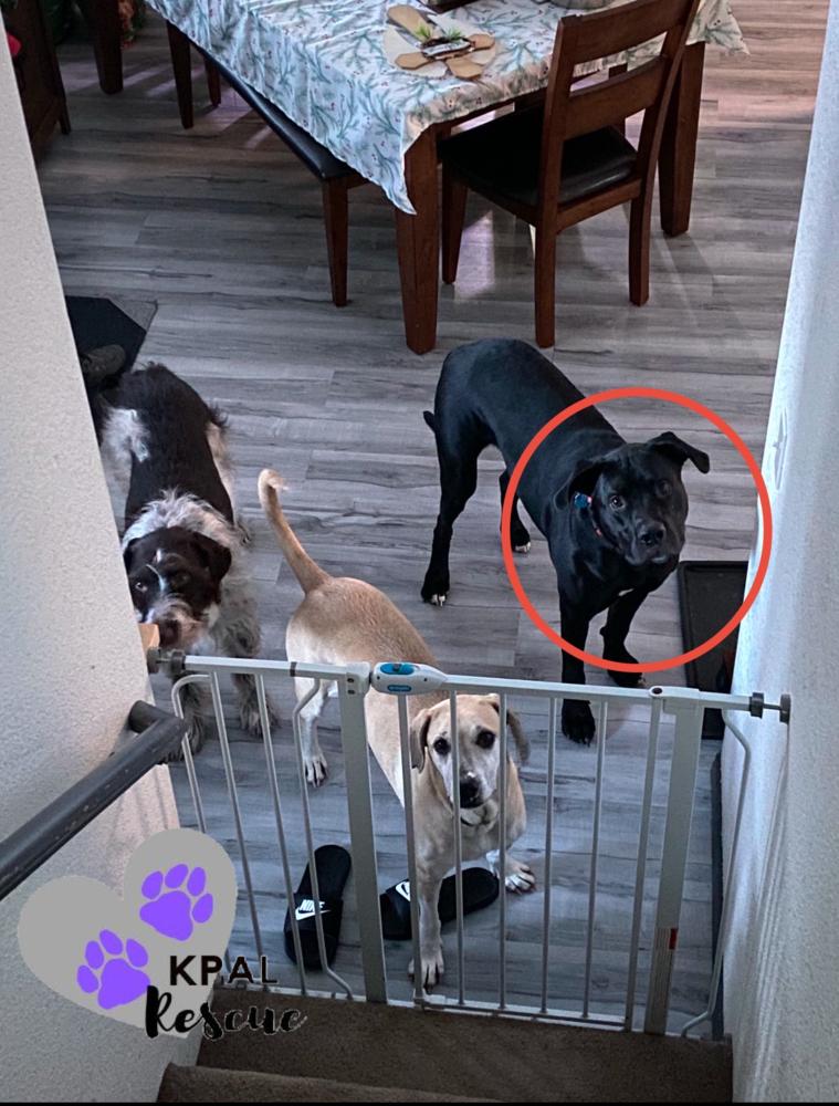 Enlarge Jameson - Irish Drinks Litter, a Adoptable mixed breed in Kenai, AK image 4/6