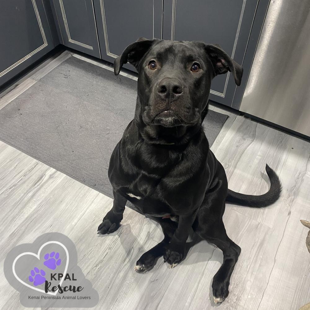 Jameson - Irish Drinks Litter, a Adoptable mixed breed in Kenai, AK image 3/6