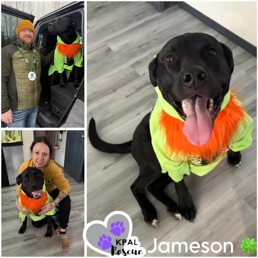 Enlarge Jameson - Irish Drinks Litter, a Adoptable mixed breed in Kenai, AK image 4/6