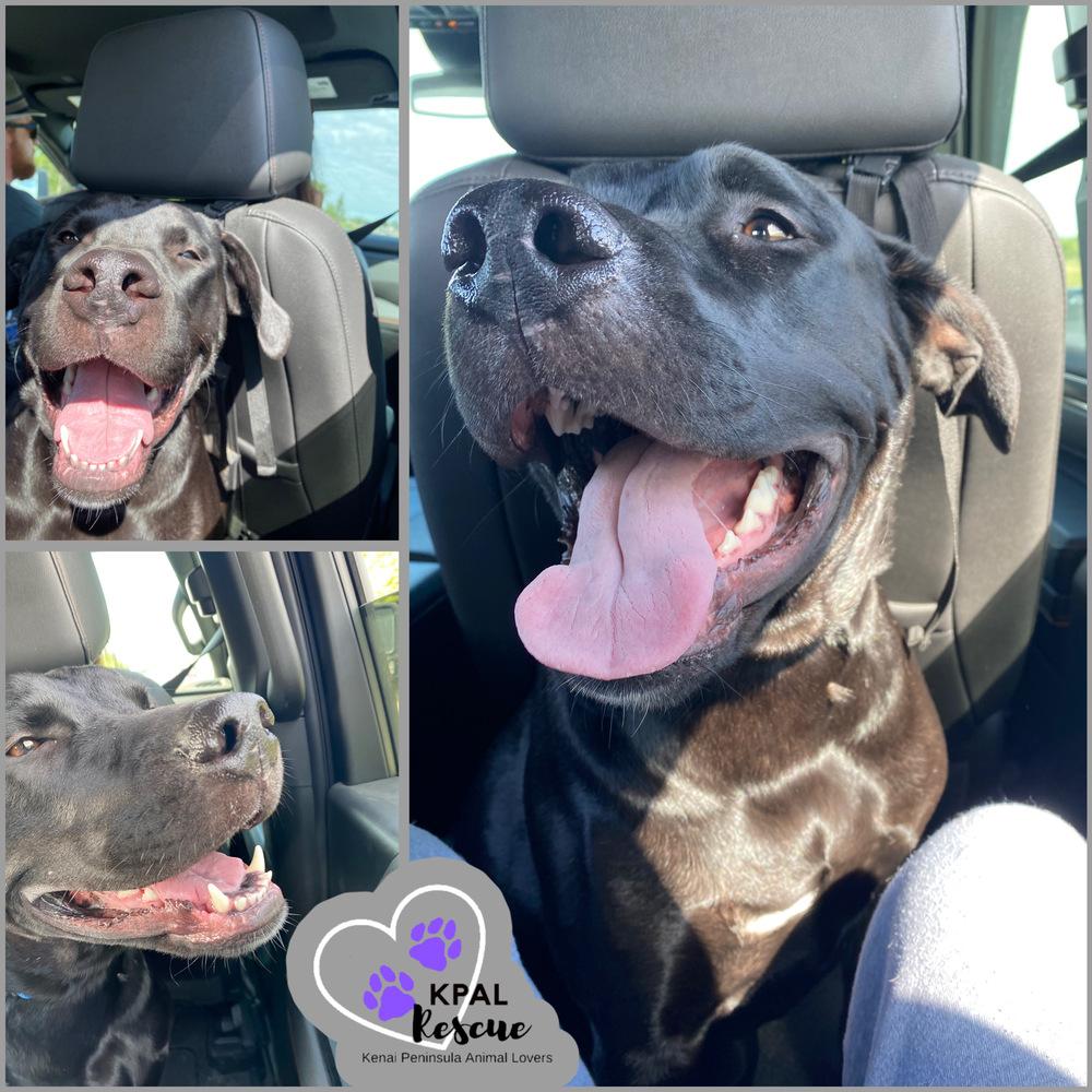 Jameson - Irish Drinks Litter, a Adoptable mixed breed in Kenai, AK image 4/6