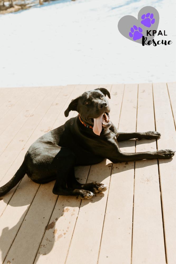 Enlarge Jameson - Irish Drinks Litter, a Adoptable mixed breed in Kenai, AK image 5/6