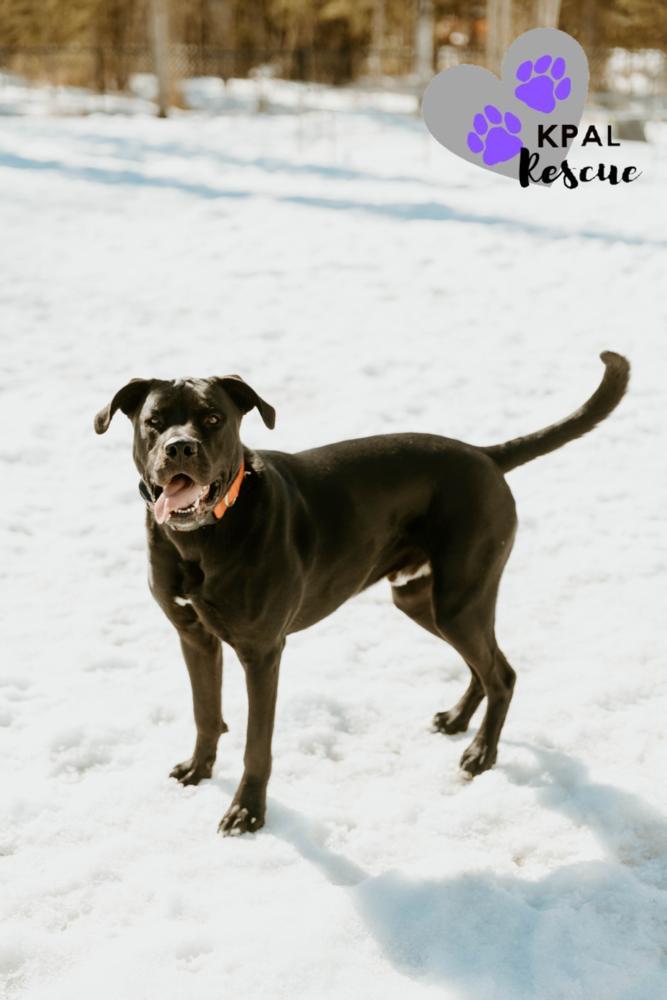 Enlarge Jameson - Irish Drinks Litter, a Adoptable mixed breed in Kenai, AK image 6/6
