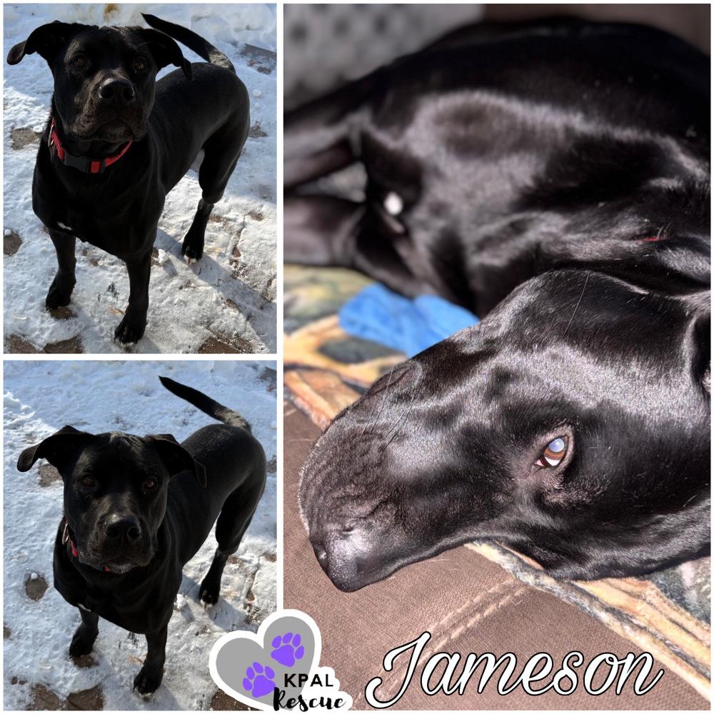 Enlarge Jameson - Irish Drinks Litter, a Adoptable mixed breed in Kenai, AK image 6/6