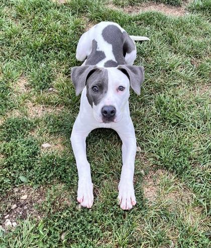 Fiona, a Adoptable mixed breed image 1/2