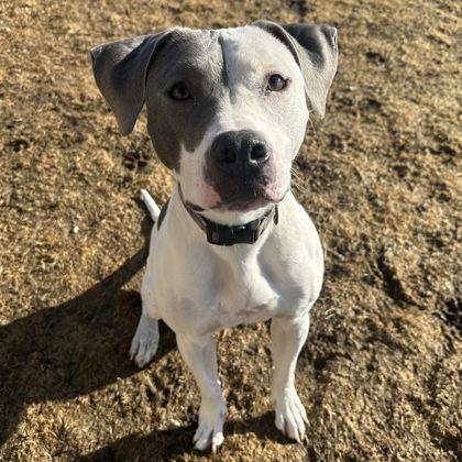 Fiona, Adoptable, Adult Female Mixed Breed.