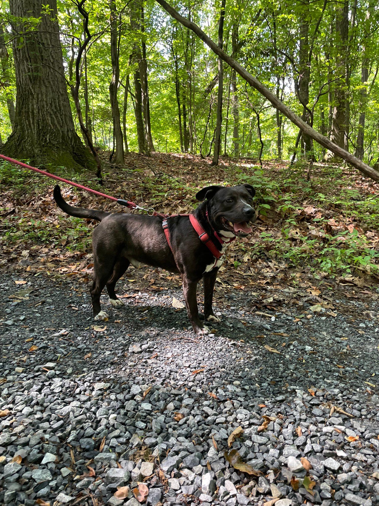 Enlarge Diego, a Adoptable mixed breed in Hummelstown, PA image 5/6